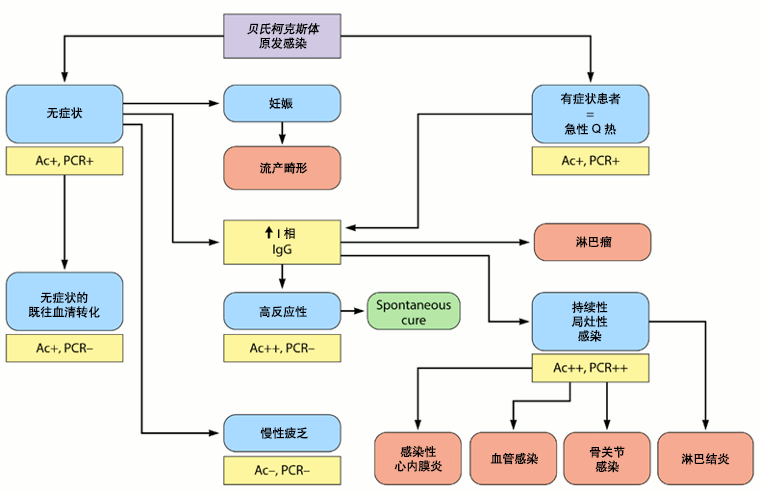 贝氏柯克斯体自然病程和血清学/PCR 结果。Ac+：贝氏柯克斯体抗体阳性；Ac++：贝氏柯克斯体抗体强阳性；Ac-：贝氏柯克斯体抗体阴性；PCR+：贝氏柯克斯体 PCR 阳性；PCR++：贝氏柯克斯体 PCR 强阳性； PCR-：贝氏柯克斯体 PCR 阴性