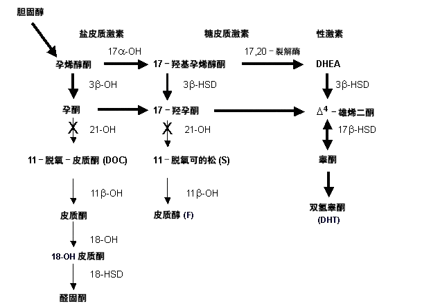 肾上腺皮质类固醇合成途径