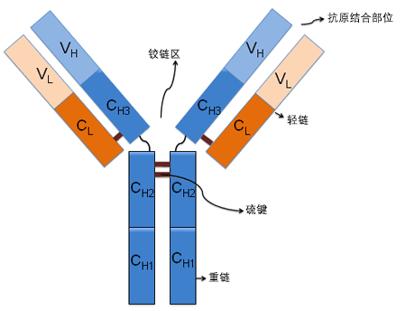 免疫球蛋白结构
